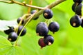 Blackcurrants on the bush branch in the garden, harvest of blackcurrants Royalty Free Stock Photo