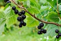Blackcurrants on the bush branch after rain Royalty Free Stock Photo