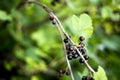 Blackcurrants on the bush branch after rain in the garden, harvest of blackcurrants on the branch, black currant branch with Royalty Free Stock Photo