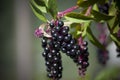 Blackcurrants