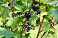 Blackcurrants fruit Royalty Free Stock Photo