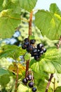 Blackcurrants fruit Royalty Free Stock Photo