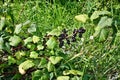 Blackcurrants fruit Royalty Free Stock Photo