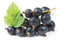 Blackcurrants with Green Leaf Isolated on White Background