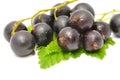 Blackcurrants with Green Leaves Royalty Free Stock Photo