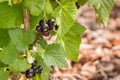 Blackcurrants growing on black currant bush with copy space on right Royalty Free Stock Photo