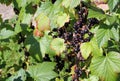 Blackcurrants growing.