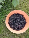 Blackcurrants in a orange bowl Royalty Free Stock Photo