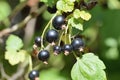 Blackcurrants ready to pick. Royalty Free Stock Photo