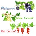 Blackcurrants, white currants and red currants branch with ripe berries set