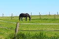 Blacke horse on green meadow background