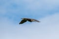 blacked-crowned heron is flying in the blue sky, photo took in Zhuhai citu, China.