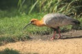 Blacked-faced ibis Royalty Free Stock Photo