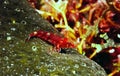 Blackedge Triplefin