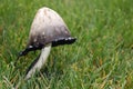 Blackend mushroom Royalty Free Stock Photo