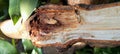 blackened and broken logs due to wood borer larvae Royalty Free Stock Photo