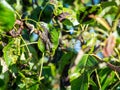 Blackened and deformed leaves of a young pear