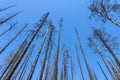 Blackened Forest at Glacier National Park