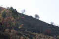 blackened hill in the aftermath of california wildfire Royalty Free Stock Photo