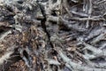 Blackened roots of fallen tree Royalty Free Stock Photo