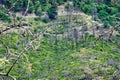 Blackened Tree Trunks After 2021 Evia Greek Island Bushfires