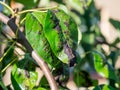 Blackened and twisted leaves of a young pear