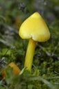 Blackening Wax-cap Royalty Free Stock Photo