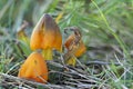 The Blackening Waxcap Hygrocybe conica is an inedible mushroom