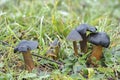 The Blackening Waxcap Hygrocybe conica is an inedible mushroom