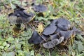 The Blackening Waxcap Hygrocybe conica is an inedible mushroom