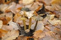 The Blackening Waxcap Hygrocybe conica is an inedible mushroom