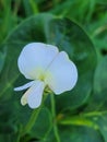 Blackeye peas flower