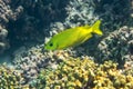 Blackeye Rabbitfish