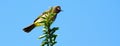 Blackeyed Bulbul bird on a branch Royalty Free Stock Photo