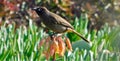 Blackeyed Bulbul bird on orange pink flowers Royalty Free Stock Photo