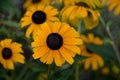 Blackeyed susan flower blossom. Royalty Free Stock Photo