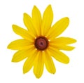 Blackeyed Susan flowers Royalty Free Stock Photo