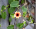 Blackeyed Susan Vine singular, centered Royalty Free Stock Photo