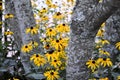 Blackeyed Susans peeking out Royalty Free Stock Photo