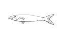 Blackfin barracuda or Chevron barracuda Hawaii Fish Cartoon Drawing Black and White Royalty Free Stock Photo