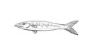 Blackfin barracuda or Chevron barracuda Hawaii Fish Cartoon Drawing Halftone Black and White Royalty Free Stock Photo