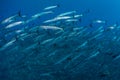 Blackfin Barracuda in Deep, Blue Water Royalty Free Stock Photo