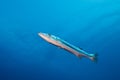 Blackfin barracuda Sphyraena genie  swimming in open blue water. Royalty Free Stock Photo