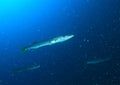 Blackfin barracudas