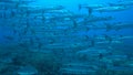 Blackfin Barracudas on a Coral reef