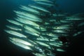 Blackfin Barracudas