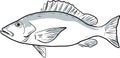 Blackfin snapper Fish Gulf of Mexico Side View Cartoon Drawing