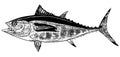 Blackfin tuna fish on white background