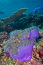 Blackfinned Anemonefish, Coral Reef, South Ari Atoll, Maldives Royalty Free Stock Photo