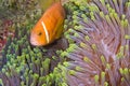 Blackfinned Anemonefish, Magnificent Sea Anemone, South Ari Atoll, Maldives Royalty Free Stock Photo